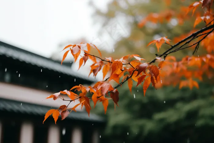 秋末雨过红枫叶苏州庭院风景摄影图(4032x2688)