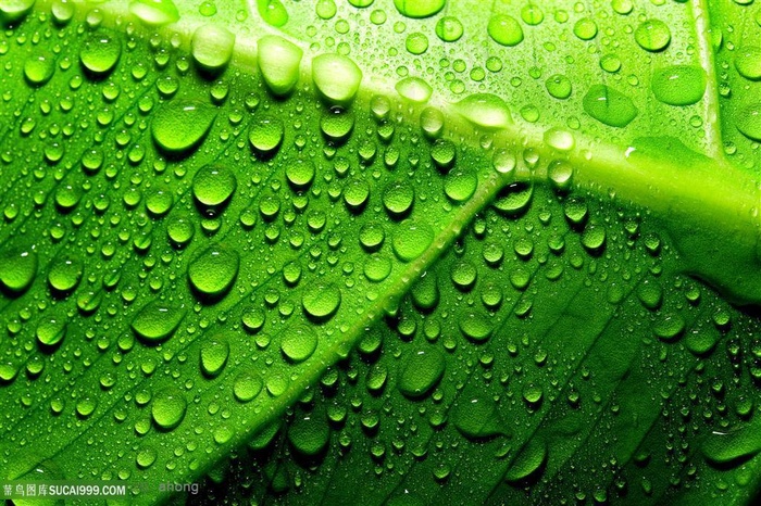 露珠绿叶背景图片下载