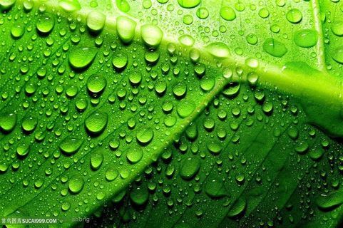 露珠绿叶背景图片下载