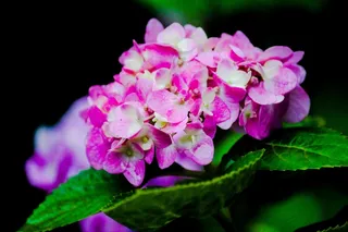 绣球花摄影素材图片