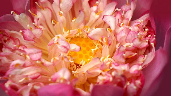 唯美红色莲花图片 唯美红色莲花图片
