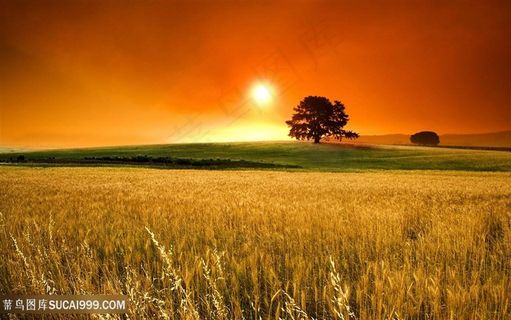 黄昏稻草唯美风景画