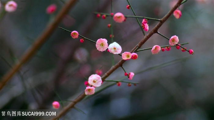 高清一剪梅花鲜花图片