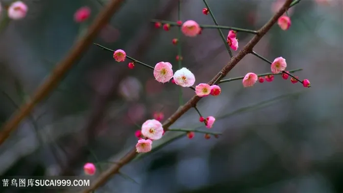 高清一剪梅花鲜花图片