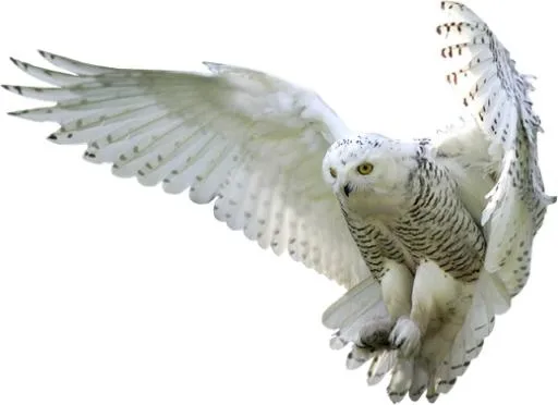 鸟 PNG免抠(520x378)