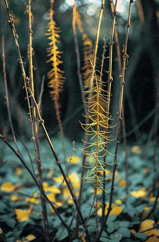 秋天秋叶森林墨绿树枝枝叶，暗黑风
