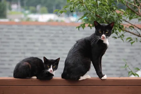 木墙上两只猫咪图片 木墙上两只猫咪图片