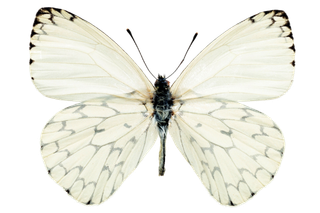 蝴蝶 彩蝶 花蝴蝶 动物 昆虫 免抠