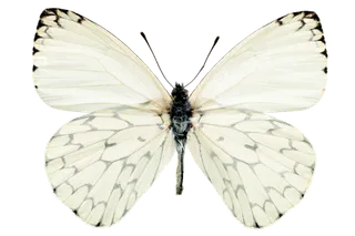 蝴蝶 彩蝶 花蝴蝶 动物 昆虫 免抠