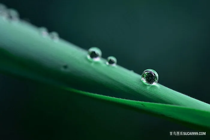绿色树叶上晶莹剔透的水珠微距特写摄影