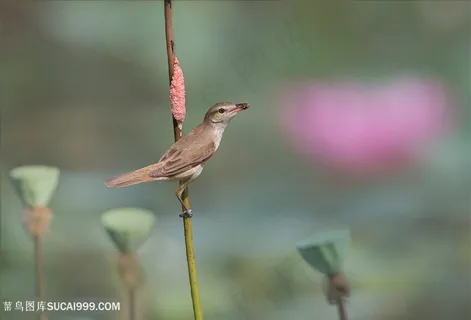 莲子杆上的黑眉苇莺鸟类图片