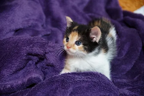 幼小宠物小猫图片 幼小宠物小猫图片