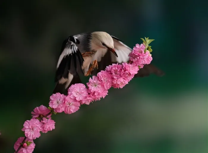 赏花图片素材
