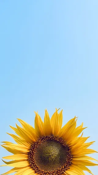 黄色向日葵摄影素材