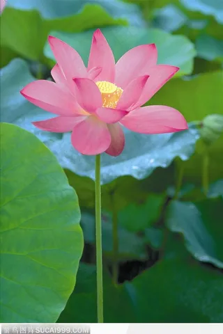 亭亭玉立的荷花图片