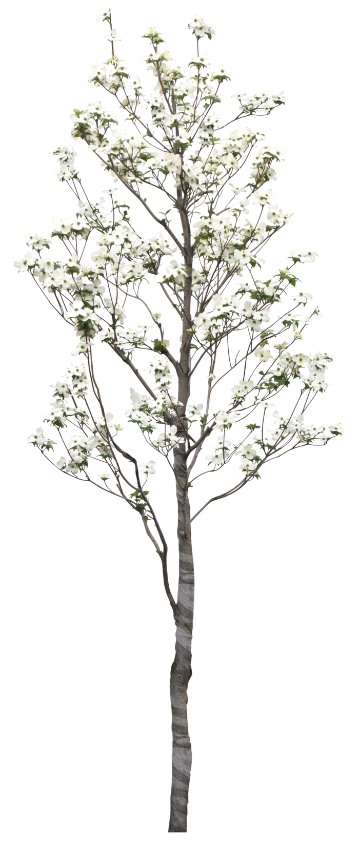 高清树木素材 免抠PSD植物素材 美术绘画园林贴图 树草灌木花草