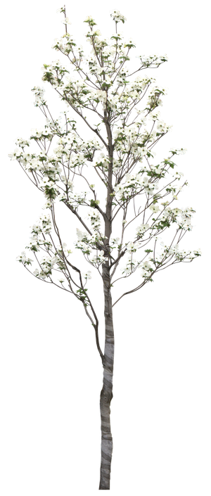 高清树木素材 免抠PSD植物素材 美术绘画园林贴图 树草灌木花草