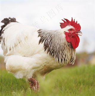 草地上奔跑中的鸡