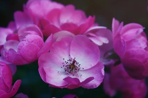 粉色单瓣月季花 粉色单瓣月季花