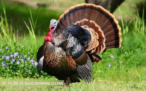 漂亮的火鸡素材