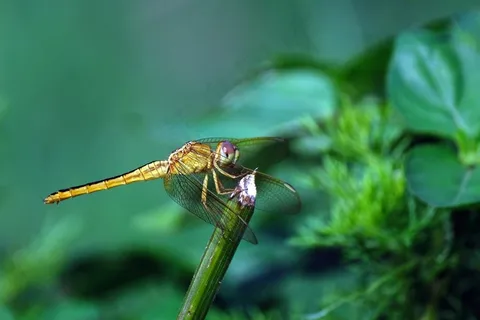 蜻蜓, 昆虫, 特写, 翅膀, 蜻蜓的翅膀 蜻蜓, 昆虫, 特写, 翅膀, 蜻蜓的翅膀