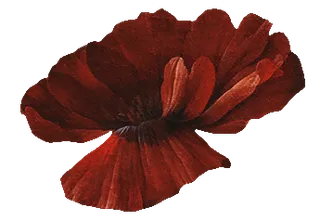 复古油画质感宫廷花卉植物花朵鲜花拼贴图案PNG免抠图片设计素材