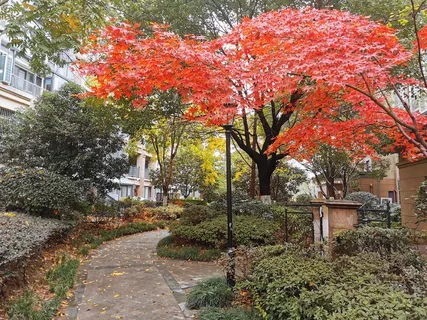 枫叶红了这是它最好的季节