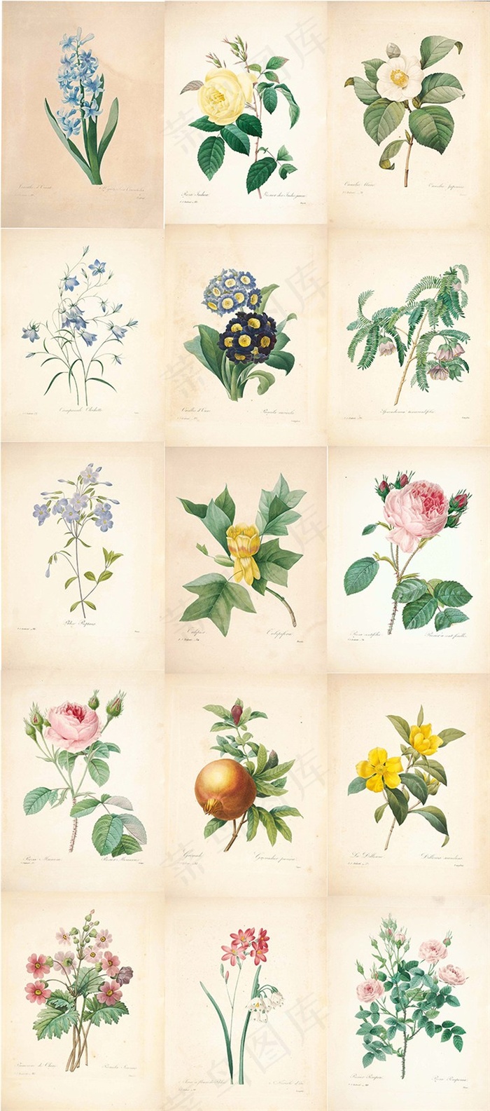 15张雅致的法国画家水彩手绘鲜花图片