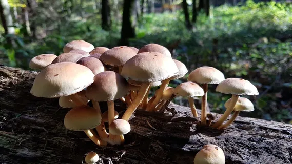 枯树上的小蘑菇图片 枯树上的小蘑菇图片