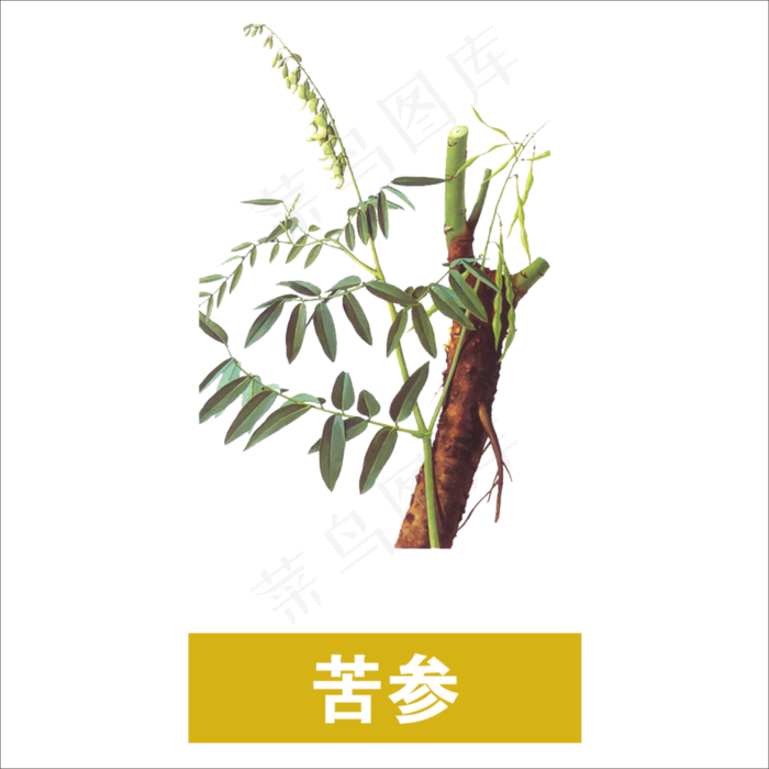 手绘草本中药药材苦参