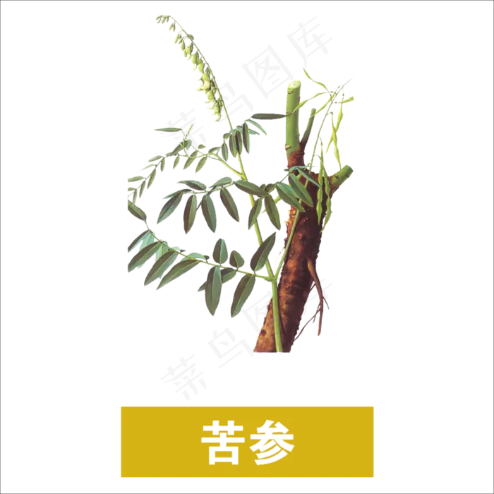 手绘草本中药药材苦参