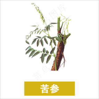 手绘草本中药药材苦参