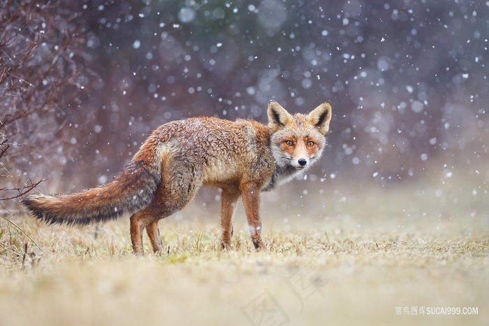 雪中回头的狐狸图片