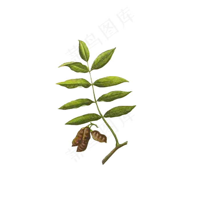 手绘草本中药药材
