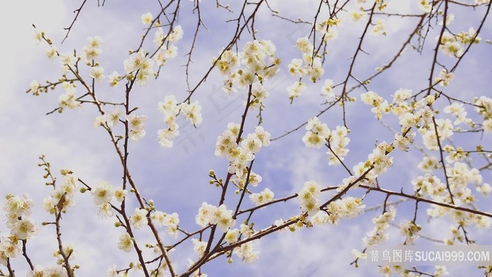春季白色梅花桌面壁纸图片