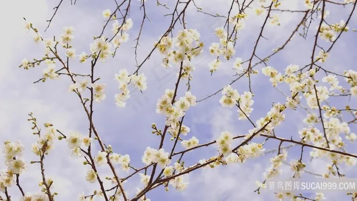 春季白色梅花桌面壁纸图片