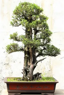 绿色植物盆景图片 绿色植物盆景图片