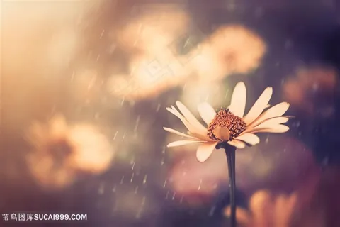 唯美花朵植物露珠高清图