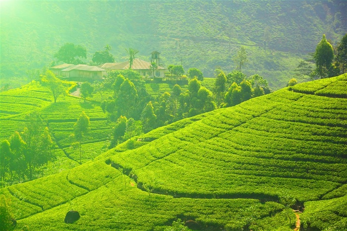 美丽的茶园景色图