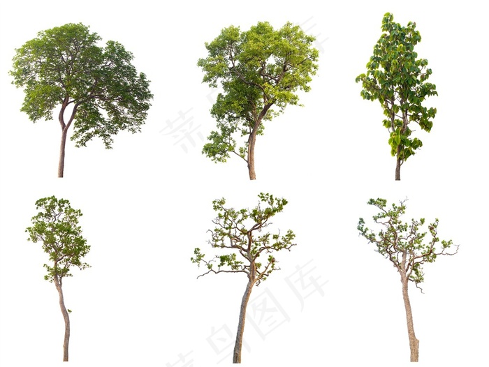 漂亮的景观树木