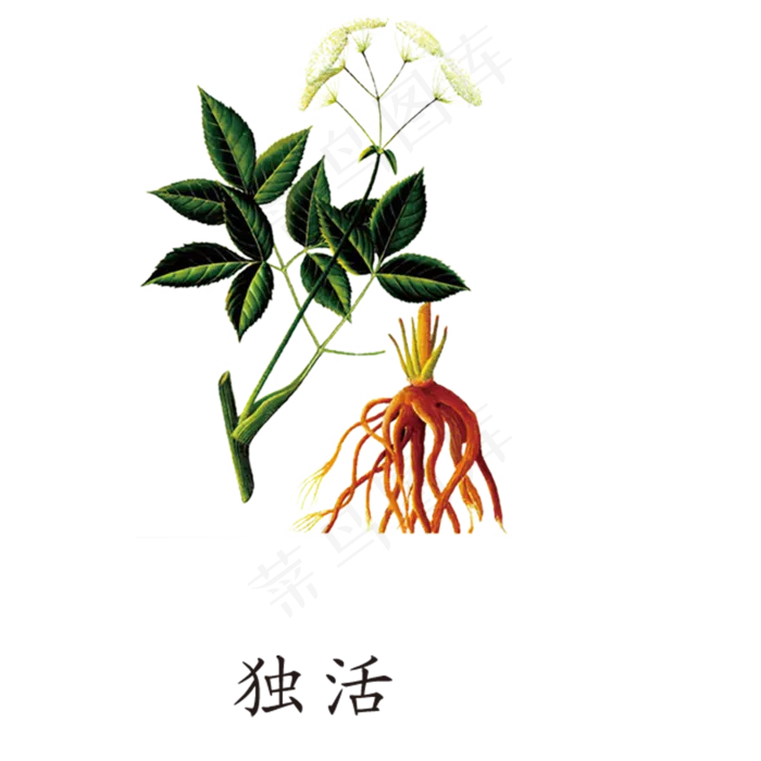 手绘草本中药药材独活