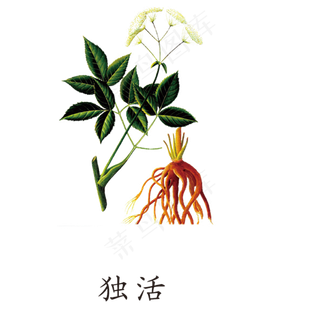 手绘草本中药药材独活