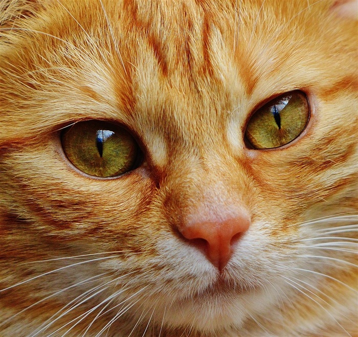 大眼睛小猫咪近景特写摄影