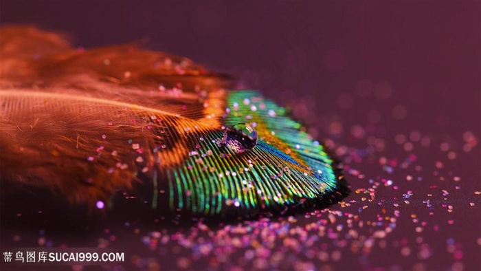 唯美孔雀羽毛壁纸