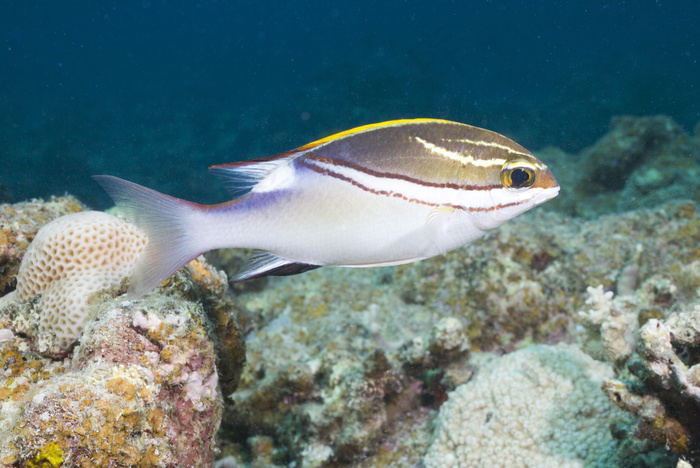 热带鱼图片素材下载