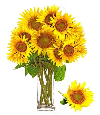 花瓶里的向日葵鲜花图片