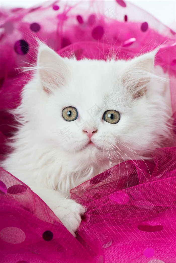 睁着圆圆眼睛的波斯猫