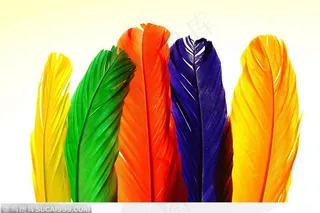 五颜六色的羽毛
