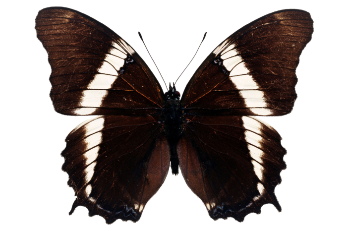 蝴蝶 彩蝶 花蝴蝶 动物 昆虫 免抠