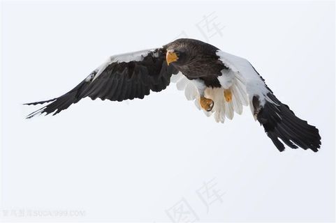 高空翱翔的老鹰图片